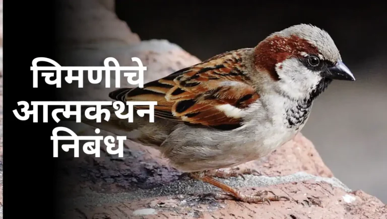 Chimnichi Atmakatha Nibandh: चिमणीचे आत्मकथन मराठी निबंध