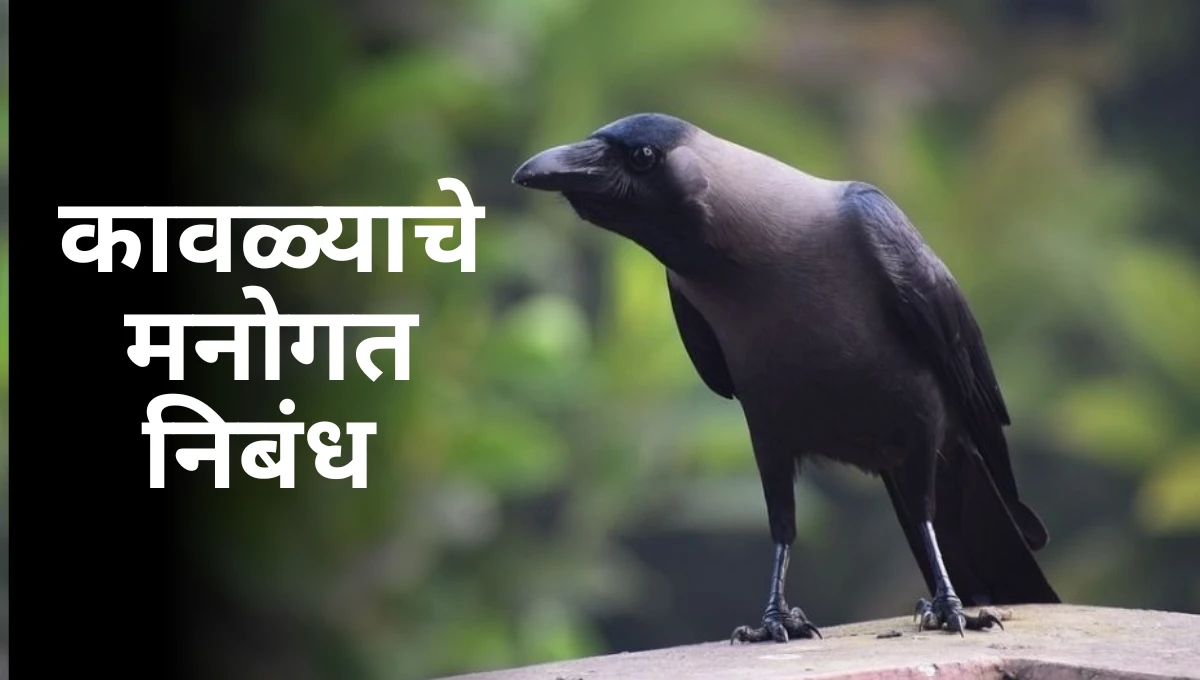 Kavlyache Manogat Nibandh: कावळ्याचे मनोगत निबंध मराठी