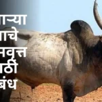 Mhatarya Bailache Atmavrutta Nibandh: म्हाताऱ्या बैलाचे आत्मवृत्त मराठी निबंध