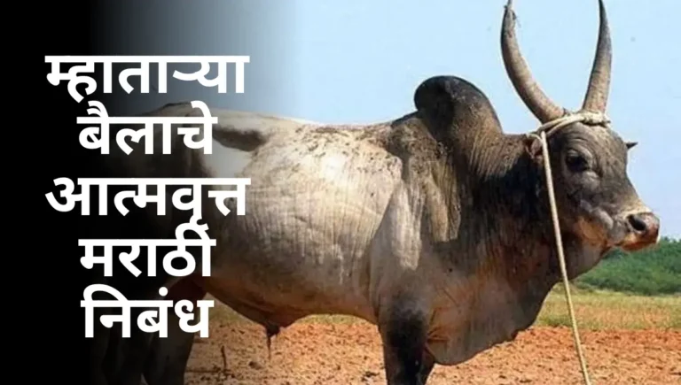 Mhatarya Bailache Atmavrutta Nibandh: म्हाताऱ्या बैलाचे आत्मवृत्त मराठी निबंध